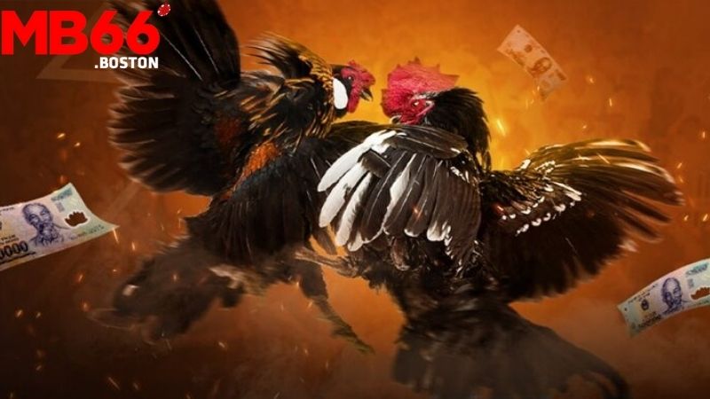 Giới thiệu về Đá Gà MB66: Sân Chơi Cá Cược Uy Tín Hàng Đầu
