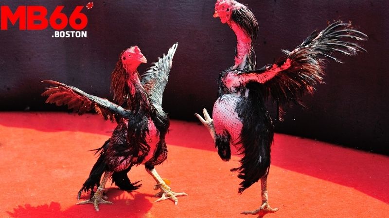 Đá Gà Cựa Dao Là Gì ? Hướng Dẫn Cách Cược Hiệu Quả 1 Giới thiệu về Đá Gà Cựa Dao