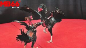 Cách Cược Hiệu Quả